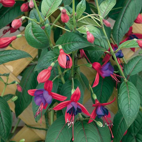 photo of flower to be used as: Pot Fuchsia Lady Boothby