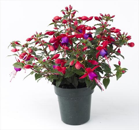 photo of flower to be used as: Pot Fuchsia Sunbeam Rocky
