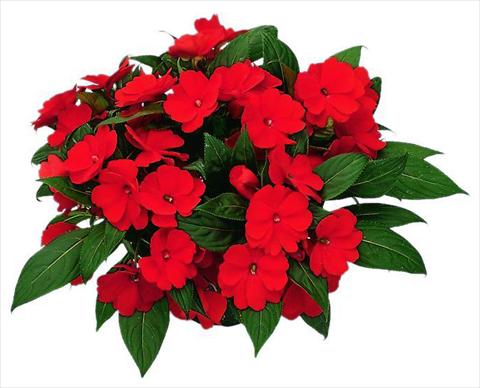 photo of flower to be used as: Pot, bedding, patio, basket Impatiens N. Guinea Paradise Timor