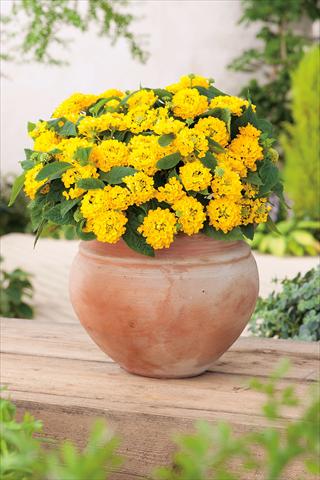 photo of flower to be used as: Pot, bedding, patio Lantana camara Evita® Compact Yellow