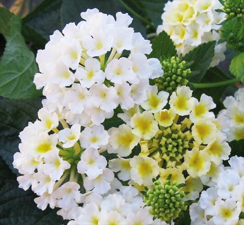 photo of flower to be used as: Pot, bedding, patio Lantana camara Evita® White