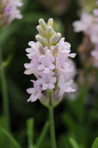 photo of flower to be used as: Pot and bedding Lavandula angustifolia Ellagance Pink