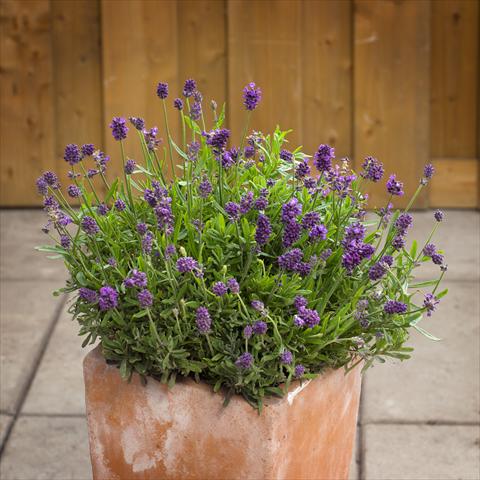 photo of flower to be used as: Pot and bedding Lavandula angustifolia Mini Blue