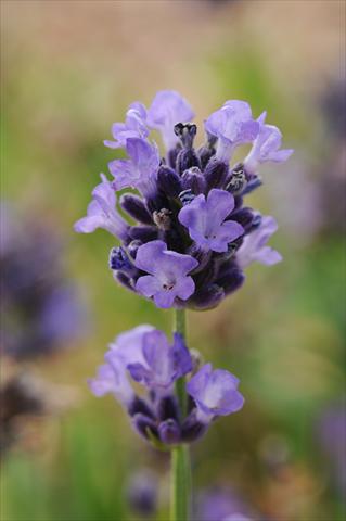 photo of flower to be used as: Pot and bedding Lavandula angustifolia Lavender Mini Blue
