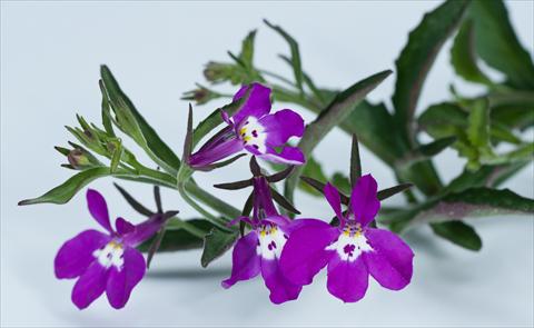 photo of flower to be used as: Pot, bedding, patio, basket Lobelia California® Purple