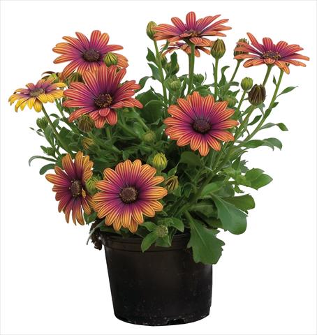 photo of flower to be used as: Pot and bedding Osteospermum Astra® Outback