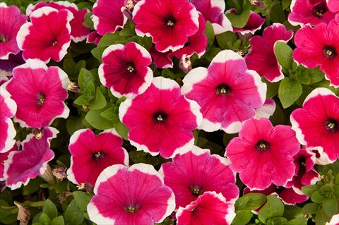 photo of flower to be used as: Pot, bedding, patio, basket Petunia Happy® Bicolor Hot Pink