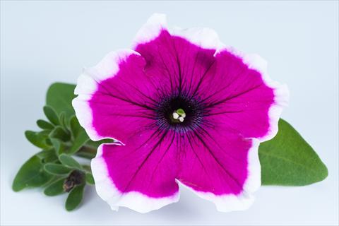 photo of flower to be used as: Pot, bedding, patio, basket Petunia Happy® Bicolor Sofia