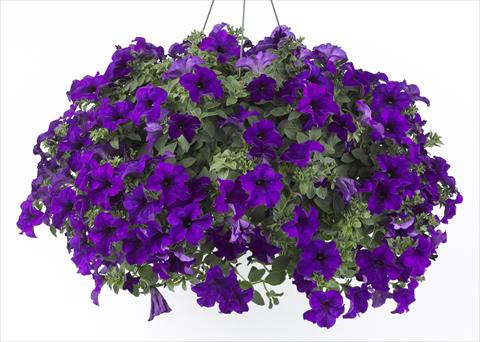 photo of flower to be used as: Pot, bedding, patio, basket Petunia Happy® Blue
