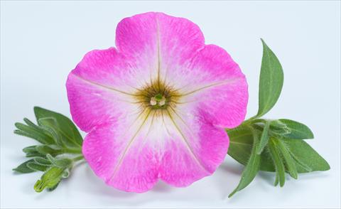 photo of flower to be used as: Pot, bedding, patio, basket Petunia Happy® Candy Gum