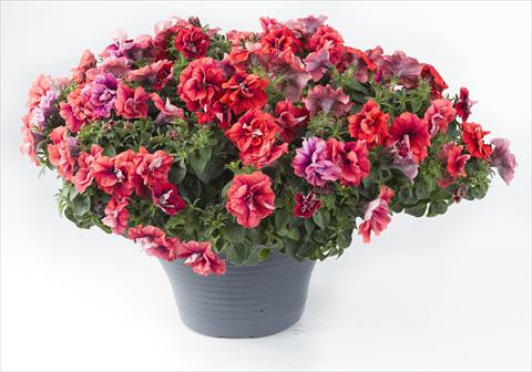 photo of flower to be used as: Pot, bedding, patio, basket Petunia Happy® Double Orange