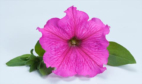 photo of flower to be used as: Pot, bedding, patio, basket Petunia Happy® Giant Hot Pink