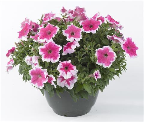 photo of flower to be used as: Pot, bedding, patio, basket Petunia Happy® Giant Pink Picotee