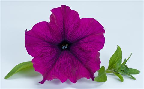photo of flower to be used as: Pot, bedding, patio, basket Petunia Happy® Giant Purple