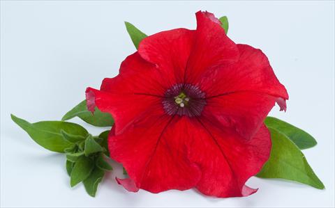 photo of flower to be used as: Pot, bedding, patio, basket Petunia Happy® Giant Red