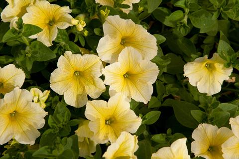 photo of flower to be used as: Pot, bedding, patio, basket Petunia Happy® Giant Yellow