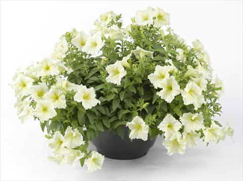 photo of flower to be used as: Pot, bedding, patio, basket Petunia Happy® Lemon Fringed