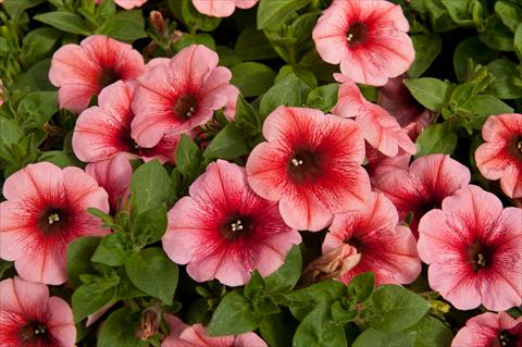 photo of flower to be used as: Pot, bedding, patio, basket Petunia Happy® Melon