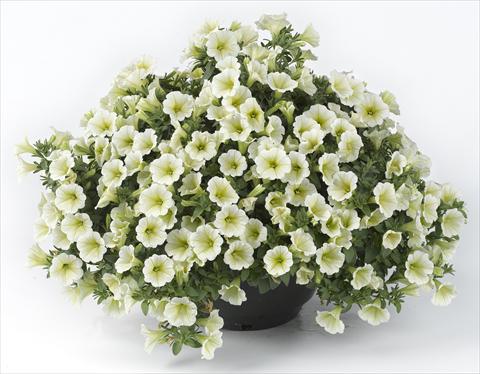 photo of flower to be used as: Pot, bedding, patio, basket Petunia Happy® Mini Lemon