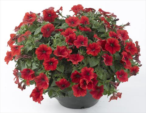 photo of flower to be used as: Pot, bedding, patio, basket Petunia Happy® Patio Red