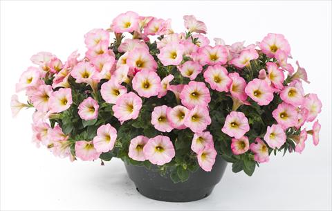 photo of flower to be used as: Pot, bedding, patio, basket Petunia Happy® Punch Banana