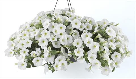 photo of flower to be used as: Pot, bedding, patio, basket Petunia Happy® White