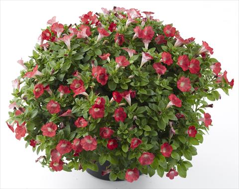 photo of flower to be used as: Pot, bedding, patio, basket Petunia Mini Me Baby Red