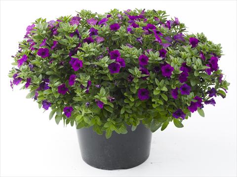 photo of flower to be used as: Pot, bedding, patio, basket Petunia Mini Me Blue