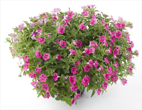 photo of flower to be used as: Pot, bedding, patio, basket Petunia Mini Me Hot Pink