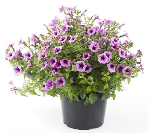 photo of flower to be used as: Pot, bedding, patio, basket Petunia Mini Me Lilac Vein