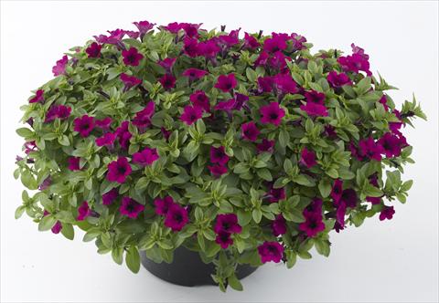 photo of flower to be used as: Pot, bedding, patio, basket Petunia Mini Me Purple