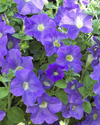photo of flower to be used as: Pot, bedding, patio, basket Petunia Surfinia® Giant Blue