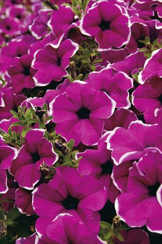 photo of flower to be used as: Pot, bedding, patio, basket Petunia Surfinia® Giant Purple Picotee