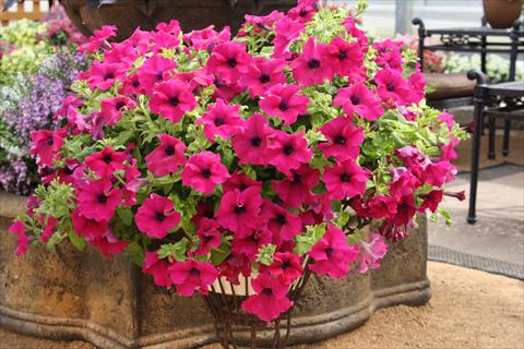 photo of flower to be used as: Pot, bedding, patio, basket Petunia Surfinia® Giant Purple