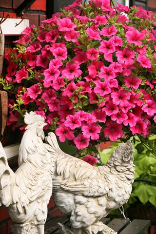 photo of flower to be used as: Pot, bedding, patio, basket Petunia Surfinia® Hot Pink