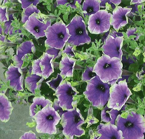 photo of flower to be used as: Pot, bedding, patio, basket Petunia Surfinia® Moonlight Eclipse
