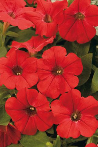 photo of flower to be used as: Pot, bedding, patio, basket Petunia Surfinia® Patio Red