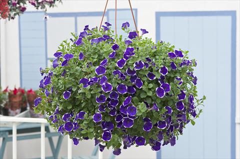 photo of flower to be used as: Pot, bedding, patio, basket Petunia Surfinia® Picotee Blue