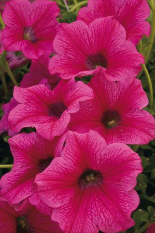 photo of flower to be used as: Pot, bedding, patio, basket Petunia Surfinia® Rose Vein