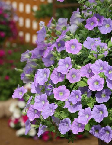 photo of flower to be used as: Pot, bedding, patio, basket Petunia Surfinia® Sky Blue