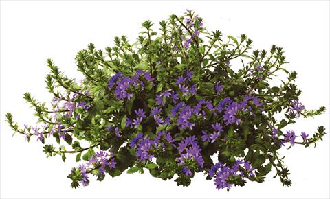 photo of flower to be used as: Pot, patio, basket Scaevola aemula Euphoria Blue