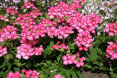 photo of flower to be used as: Pot, patio, basket Verbena Estrella Pink Star