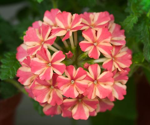 photo of flower to be used as: Pot, patio, basket Verbena Estrella Salmon Star