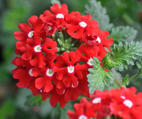 photo of flower to be used as: Pot, patio, basket Verbena Lapel Red with Eye