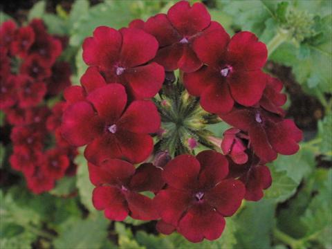 photo of flower to be used as: Pot, patio, basket Verbena Tiara Burgundy