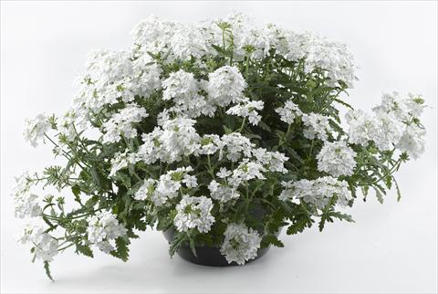 photo of flower to be used as: Pot, patio, basket Verbena Tiara White