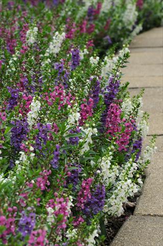 photo of flower to be used as: Pot, bedding, patio, basket Angelonia angustifolia Serenita™ Mixture