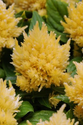 photo of flower to be used as: Pot and bedding Celosia plumosa Icecream Banana