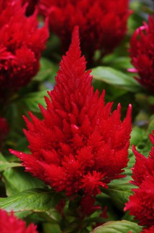 photo of flower to be used as: Pot and bedding Celosia plumosa Icecream Cherry