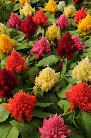 photo of flower to be used as: Pot and bedding Celosia plumosa Icecream Mixture
